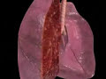 Como causa daños el cigarrillo - www.dejardefumar.com.ar Como causa daños el cigarrillo - www.dejardefumar.com.ar