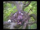 Red Kite on the Nest in The Chilterns