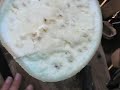 Cut the calabash in Jamaica with Rasta Mokko