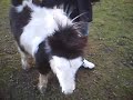 Breaking Up A Pony Fight