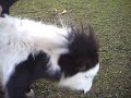 Breaking Up A Pony Fight