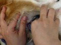 チワワ出産! 子犬誕生の瞬間 Chihuahua's homeBirth!