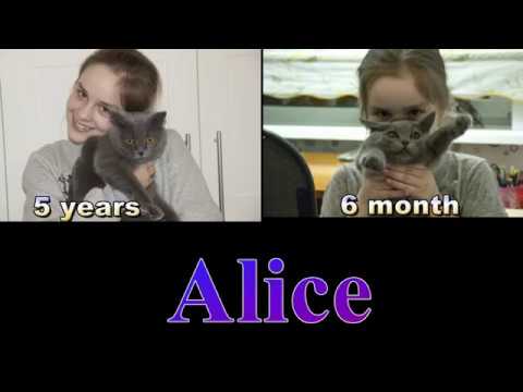 BRITISH SHORTHAIR CAT FROM 3 MONTHS to 5 YEARS/ How to grow a cat/ LIFE CAT ALICE/Marvelous Pets