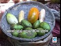 Mage Podi yalu part 3