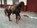 El pulque bailando su caballo español
