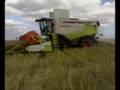 moisson 2008 colza