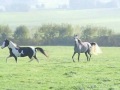 Aankomst paarden in Bourgondi�