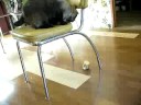 Cat vs Roll