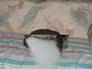 Cats of Hobe Sound Animal Protection League