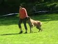 www.psisport.com-zawody obedience klasa 0-Barbarzy?ca