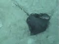 Intercontinental Le Moana Resort Bora Bora Stingray