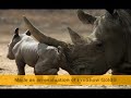 Imagenes Enternecedoras De Animales Imagenes Enternecedoras De Animales