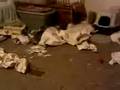 Cat Tissue Paper Party
