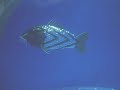 barnes-barnes-fish-heads-.html