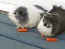 Tribute to my guinea pigs! Tribute to my guinea pigs!