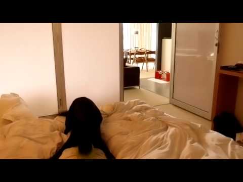 Kuchimi’s Black Labrador Retriever, Moet 082 – Morning routine