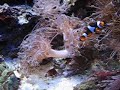 Saltwater Aquarium 2
