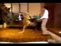 canguro puto