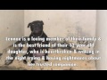 Save Lennox, dog in Northern Ireland