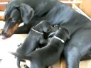 Dobermann Kennel Russkaja Mechta