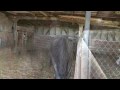 Estrus Detection Methods for Horses, provided by eXtension