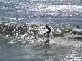8125 - Quarteira - BODYBOARD - Kavalo Preto