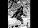Bigfoot Sightings