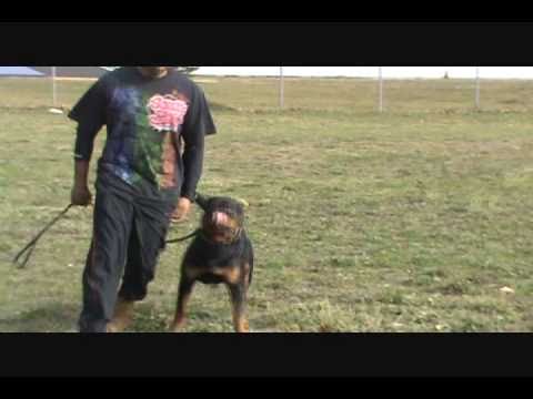 rottweiler