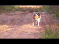 ??,??? ????. Training, foxes and the hound, Hunting dogs, ????????? ??????