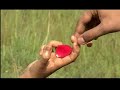 THE RED