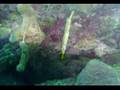 SCUBA-DIVING-CUBA-FE