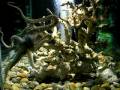 Octopus vulgaris