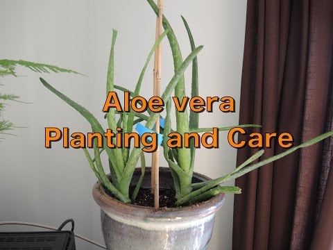 how to transplant aloe