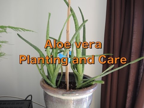 how to replant an aloe vera leaf