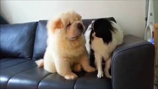 10 Funniest Chow Chow Videos  Funny Animals