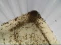 Larva De Mosquito Da Dengue