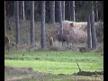 edelherten op de Hoge Veluwe (NL) Koeverbos