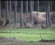 edelherten op de Hoge Veluwe (NL) Koeverbos