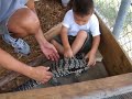  reptile black white argentine tegu lagarto overo tupinambis merianae tamed puppy teiu teju