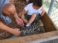 Tamed Tegu