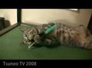 cat the stop! 2 「ツネオテレビ」