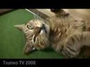 cat the stop! 2 「ツネオテレビ」