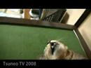 cat the stop! 2 「ツネオテレビ」