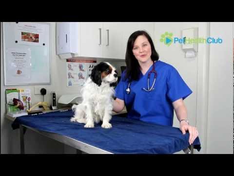 how to treat otitis externa in dogs