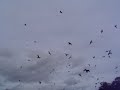 Red Kite feeding centre in mid Wales