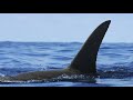 Search Video