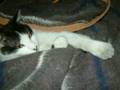 videos de Gato Loko