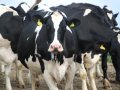 Cows mooing in conversation