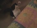 Ferret fishing! Ferret fishing!