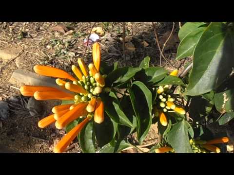 how to grow pyrostegia venusta